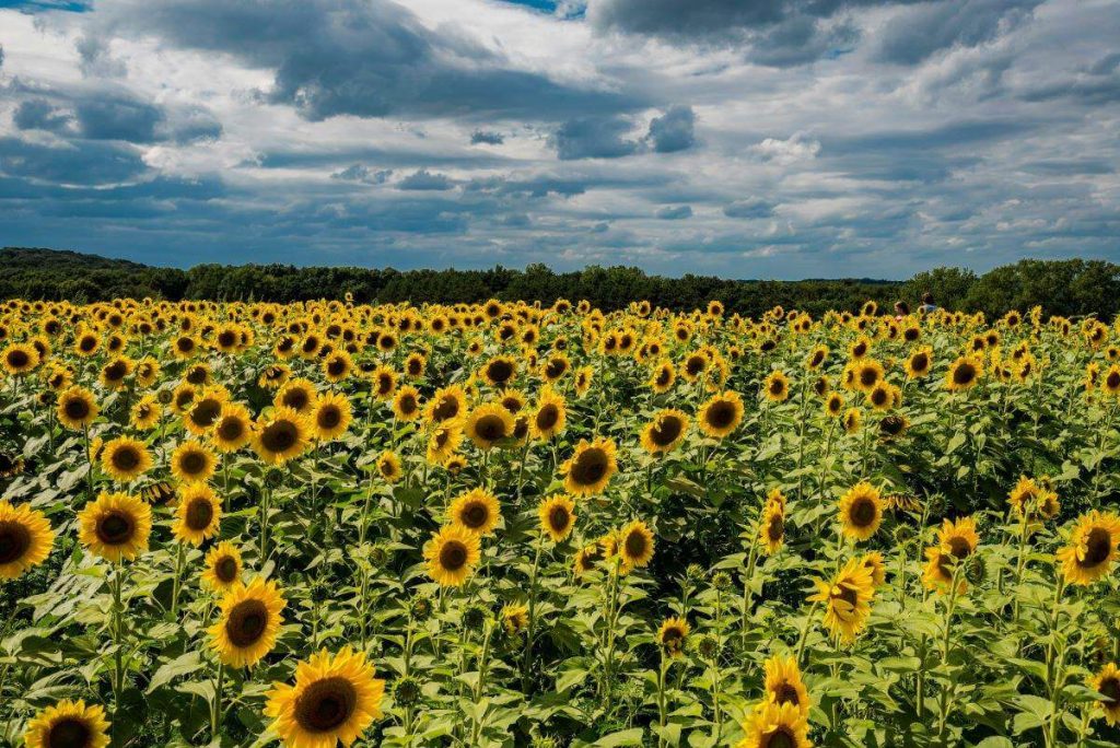 regola dei terzi paesaggio girasoli
